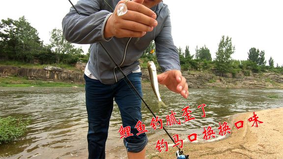 世图渔乐钓马嘴太简单，不如钓鲤鱼有技术含量【视频】